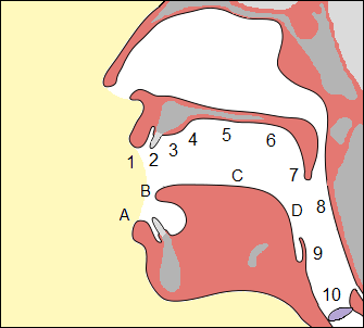 Articulation places in mouth (c)2012 Ian James